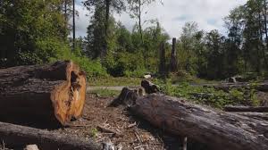 How Our Tree Care Process Works  in  Dubois, PA