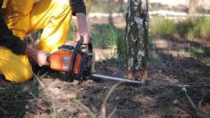 Best Tree Removal  in Dubois, PA