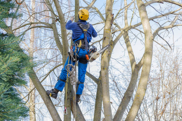 Best Pest Control for Lawns  in Dubois, PA
