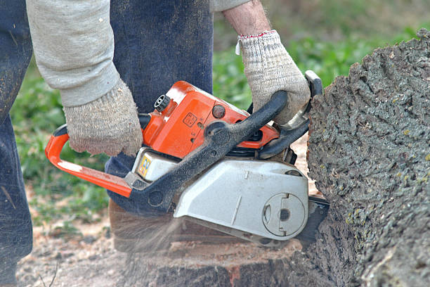 Best Tree Mulching  in Dubois, PA