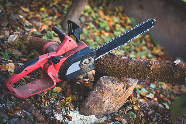 Best Tree Disease Treatment  in Dubois, PA