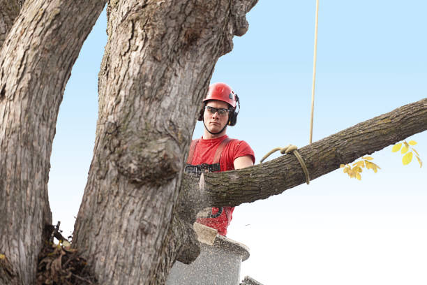 Best Tree Health Inspection  in Dubois, PA